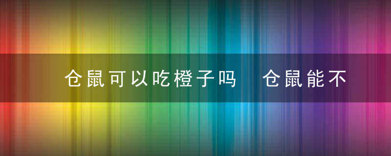 仓鼠可以吃橙子吗 仓鼠能不能吃橙子